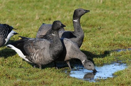 Brent geese, photo by Nick Appleton