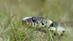 Wildlife in Common - grass snake