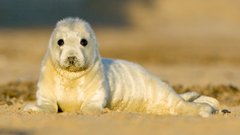 Grey seal pup, photo by Peter Mallett