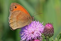 Meadow brown butterfly by Paul Taylor