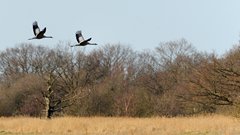 2021-02-02 UK Crane population hits recor