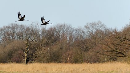 UK Crane population hits record high