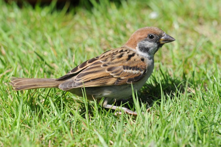 Tree Sparrow - Norfolk Wildlife Trust