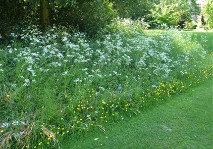 Bishop's Garden July Update: From Moths to Wild Flowers