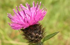 Common knapweed by Philip Precey