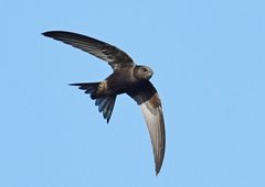 2022-07-06 Making room for swifts in your
