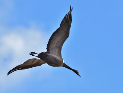 Common crane flying, by Elizabeth Dack
