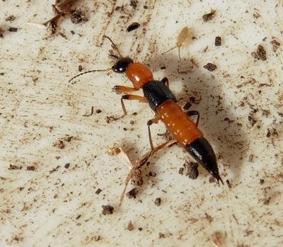 Paederus riparius – a rove beetle, photo by Chris Durdin