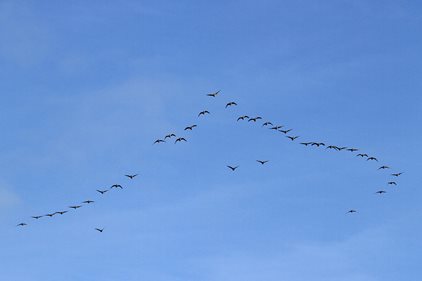 Bird migration: A reminder to think globally