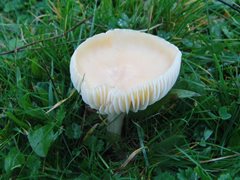 Snowy waxcap by James Emerson