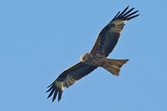 Red kite at NWT Cley by Elizabeth Dack