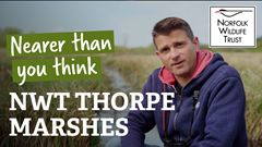 Thorpe Marshes: nature is nearer than you think