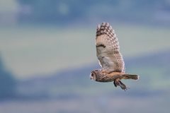 How to Identify Owls