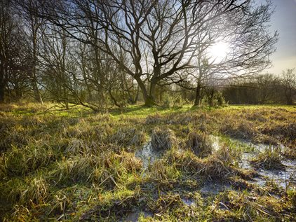 Sweetbriar Marshes by Richard Osbourne