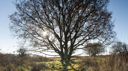Tree, photo by Richard Osbourne