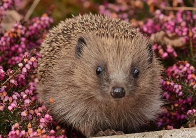 Young hedgehog by Elizabeth Dack