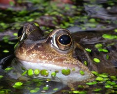 Common frog, Catton Park, Neville Yardy