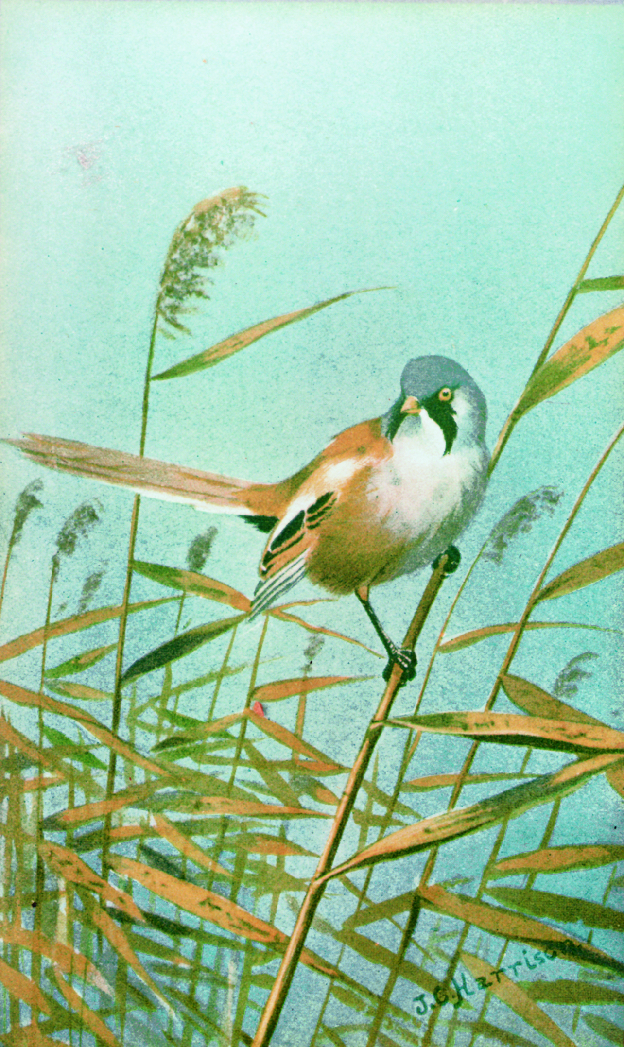 In 1930 just four years after Norfolk Naturalists Trust was founded a Christmas card was promoted to raise funds It featured a bearded tit painted by