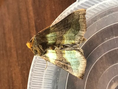 Burnished brass moth by Jerry Simpson