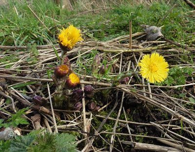 Coltsfoot at NWT Thorpe Marshes, by Chris Durdin