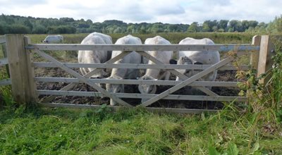 The NWT’s British White cattle grazed Thorpe Marshes in 2017 (Chris Durdin)