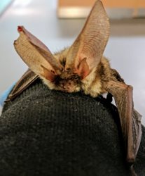 What is the legal status of bats?