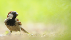 World Sparrow Day – The disappearance of a once familiar bird