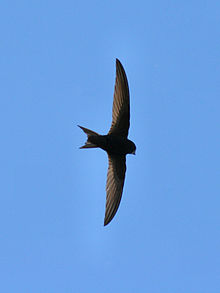 Swifts, NWT Cley Marshes NR25 7SA | As part of 2019 UK Swift Awareness Week, Action for Swifts co-ordinator Dick Newell will explore the lives of these amazing birds | Workshop, walk, nature