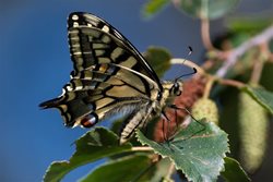 What time of year do swallowtails emerge?