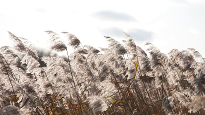 Reeds, photo by Richard Osbourne