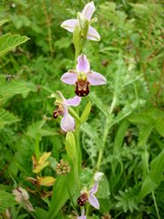 Bee orchid, Earsham, Andrew Atterill