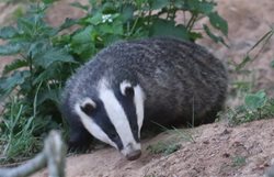 Do you need a licence to carry out work near a badger sett?