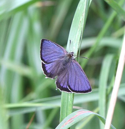 Two purple emperor butterflies, by Barry Madden