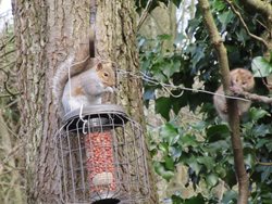 How can I feed birds and keep rats and squirrels away?