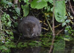 Will water voles survive when vegetation has been cleared?