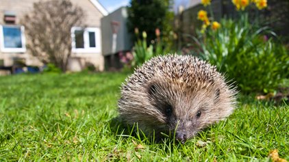 Help hedgehogs this spring