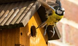 Where is the best place to put up a bird nest box?