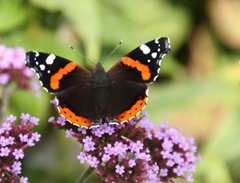 Red Admiral by Pat Adams