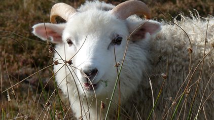 Shetland sheep, photo by Ed Parnell