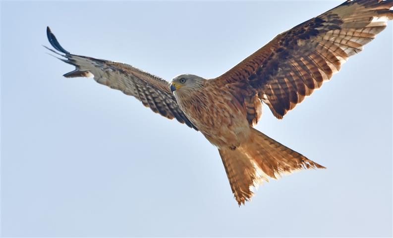 Recognising birds of prey - Norfolk Wildlife Trust