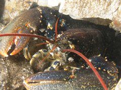 Common Lobster, Off of Sheringham, Rob Spray