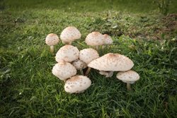 How many species of fungi occur in Norfolk?