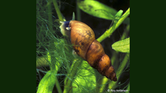 Pond mud snail, by Roy Anderson