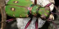 Green tiger beetle by Philip Precey
