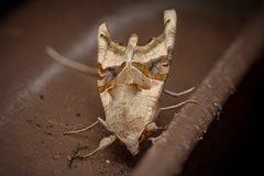 2022-07-27 Marvellous Moths at Cley