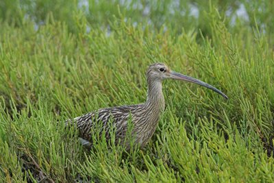 Curlew amongst the samphire by Elizabeth Dack