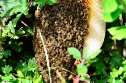 How do I deal with a swarm of bees?
