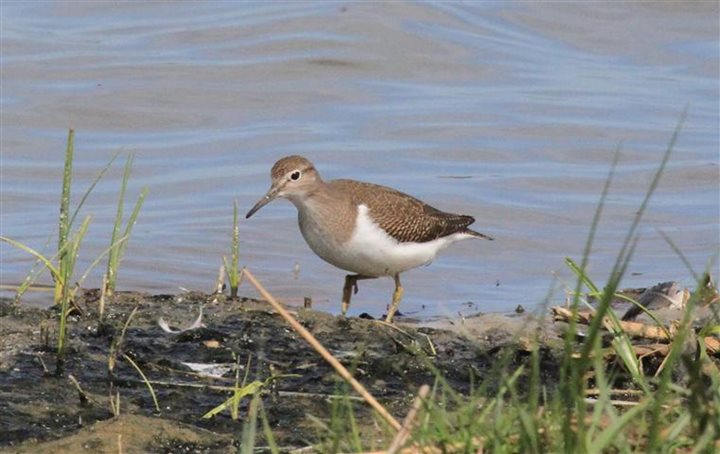 Wildfowl & Waders, Norfolk Wildlife Trust Cley Marshes | This workshop will help you identify shorebirds at Cley Marshes  | Workshop, waders, talk, walk 