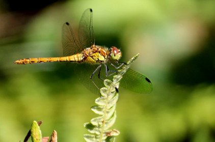 Common darter dragonfly, photo by Peter Dent