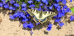 Swallowtail butterfly, Horning, Tony Tarr